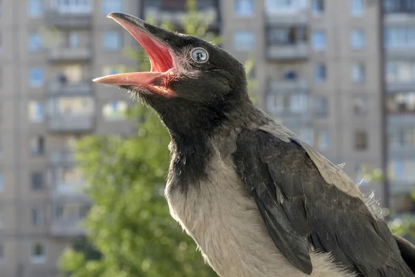 Vackra Baby Raven Sitter Balkongen Räcke Med Munnen Öppen Ber — Stockfoto