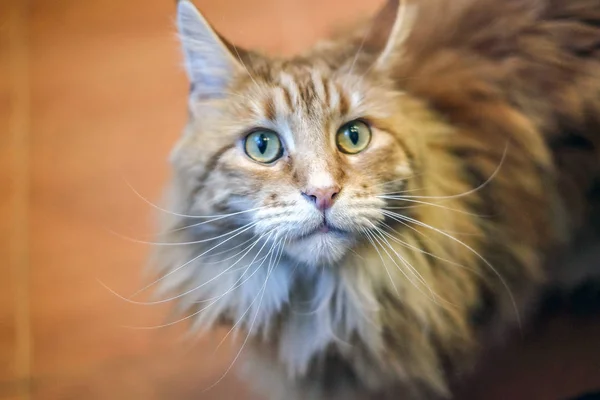 Retrato Gato Grande Gato Bonito Expressivo Raça Maine Coon Parece — Fotografia de Stock