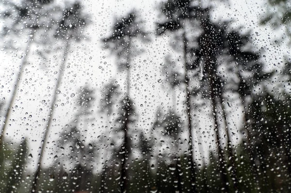 Gocce Pioggia Vetro Sfondo Fitte Foreste Alti Pini — Foto Stock