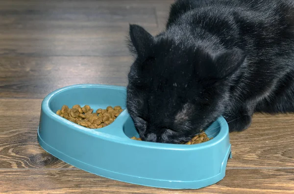 Kedi Yeme Evcil Hayvan Için Lezzetli Sağlıklı Gıda — Stok fotoğraf