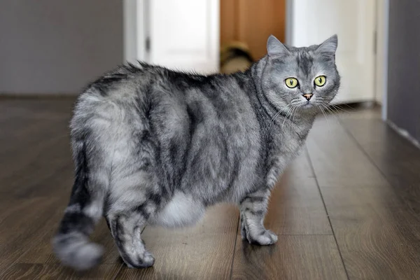 Gordura Gato Grávida Problema Obesidade Saúde Animal Estimação — Fotografia de Stock