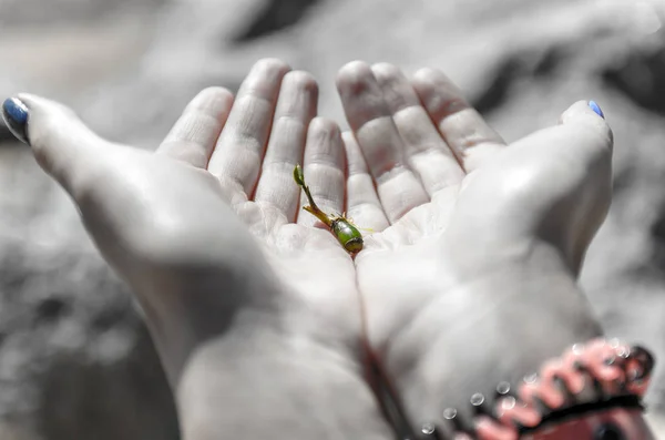 saving life in a harsh world. a small saved sprout of a flower or a tree in the gentle open palms, hands of a girl.