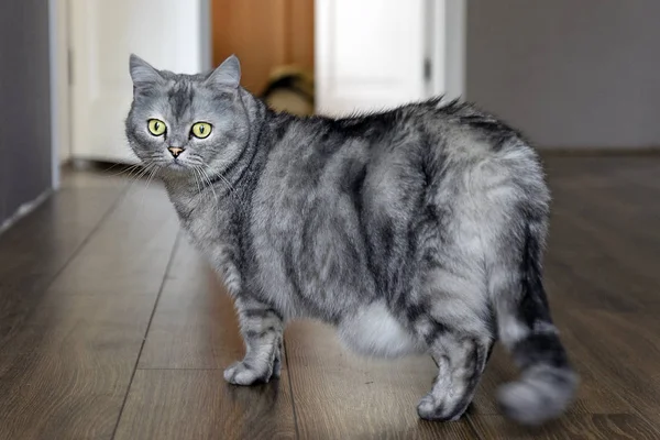 Gordura Gato Grávida Problema Obesidade Saúde Animal Estimação — Fotografia de Stock