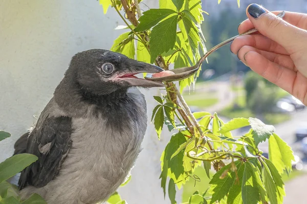Utfodring Fjäder Little Crow Äter Med Sked Och Pincett Begreppet — Stockfoto