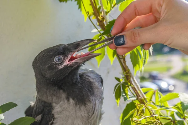 Poultry Feeding Little Crow Eats Tweezers Pieces Meat Concept Caring — Stock Photo, Image