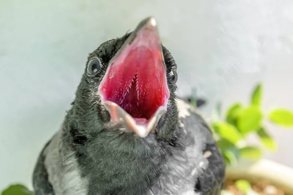 张开嘴的小乌鸦要求吃喝 照顾后代的概念 — 图库照片