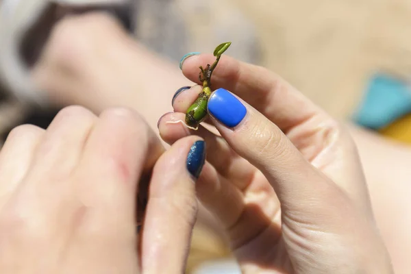 Salvar Uma Vida Uma Menina Segurando Broto Planta Conceito Continuação — Fotografia de Stock