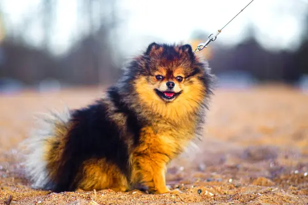 Beautiful Little Spitz Puppy Sits Background Sand Beach Funny Smiling — Stock Photo, Image