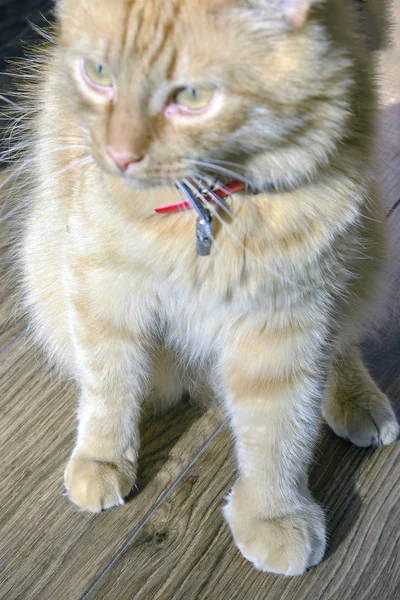 Chat Et Eau Image Libre De Droit Par Nataly02dp C Chat Et Eau Image Libre De Droit Par Nataly02dp C