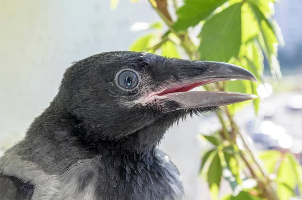 Portret Van Een Jonge Kraai Chick Zijaanzicht — Stockfoto