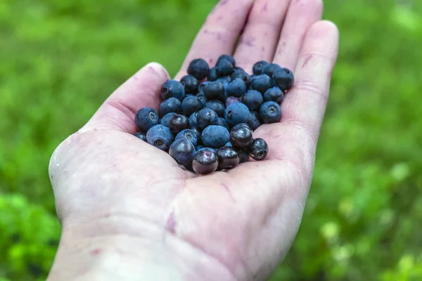 a palm full of berries ripe and sweet blueberries. a good forest harvest of berries.