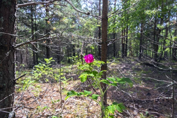 forest red rose, bright contrast spot in the center of the forest.