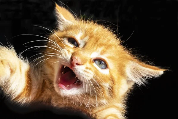 赤い子猫と小さな赤いペット — ストック写真
