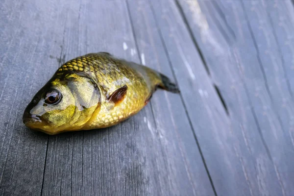 Golden Freshwater Small Fish Lies Wooden Dark Background — Stock Photo, Image