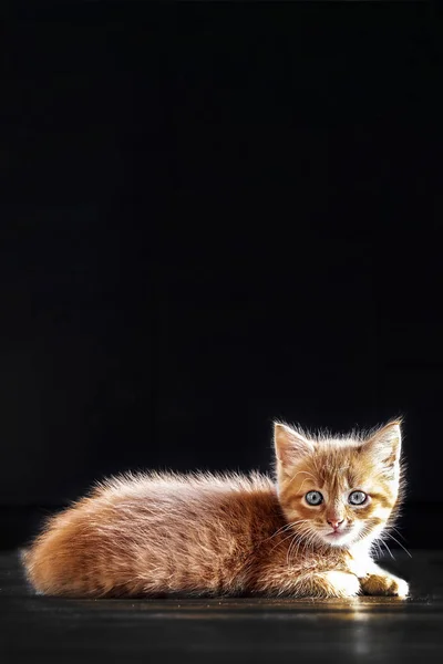 Orientación Vertical Foto Copiar Gato Espacio Sobre Fondo Negro Gatito —  Fotos de Stock