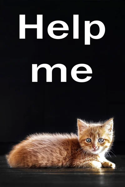 help me, the inscription on a black background over a small kitten. a cat that needs help. cat rescue, advertising with copyspace for a pet shelter.