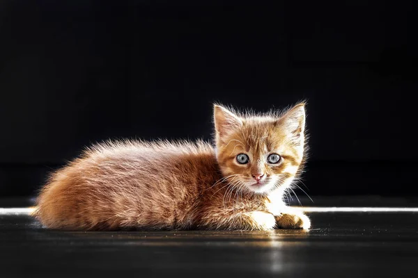 Een Jonge Kat Een Klein Katje Ligt Een Donkere Vloer — Stockfoto