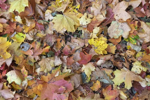 Tappeto Foglie Acero Cadute Sdraiato Terra Autunno Pieno Svolgimento — Foto Stock