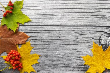 Sonbahar akçaağaç yaprakları ve Rowan böğürtlenli eski ahşap arka planda fotokopi alanı. Sonbahar havası.