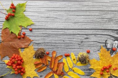 Sonbahar akçaağaç yaprakları ve Rowan böğürtlenli eski ahşap arka planda fotokopi alanı. Sonbahar havası.