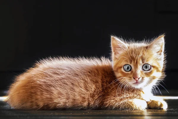 Problemas Salud Las Mascotas Estreñimiento Glosas Gatitos Pequeños Gatos Adultos —  Fotos de Stock