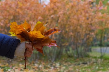Sonbaharın sonlarında bir çocuğun elinde bir buket akçaağaç yaprakları güzel renkli bir ormanın arka planında..