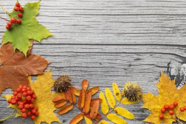  Görüntü doğal malzemelerden yapılmıştır. Copyspace, eski ahşap bir tahtanın üzerinde kırmızı ve sarı yapraklı güzel renkli bir yakın plan. Parlak sonbahar renkleri.