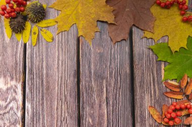  Görüntü doğal malzemelerden yapılmıştır. Copyspace, eski ahşap bir tahtanın üzerinde kırmızı ve sarı yapraklı güzel renkli bir yakın plan. Parlak sonbahar renkleri.