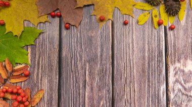  Görüntü doğal malzemelerden yapılmıştır. Copyspace, eski ahşap bir tahtanın üzerinde kırmızı ve sarı yapraklı güzel renkli bir yakın plan. Parlak sonbahar renkleri.
