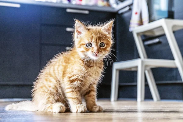 red kitten, little red pet