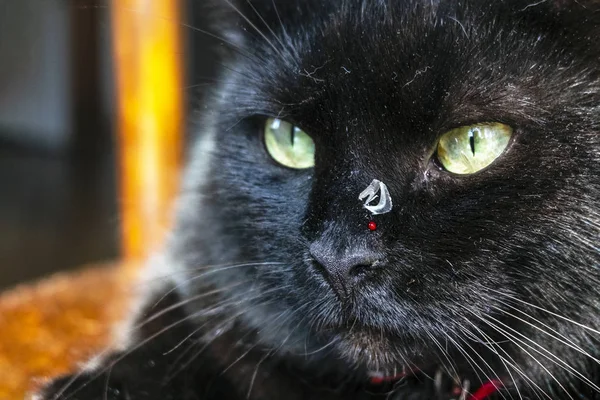 a black cat with a claw sticking in the nose and a drop of blood from a fight with a rival.