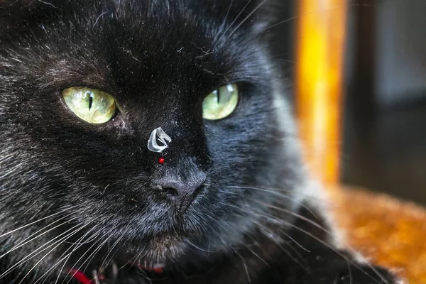 a black cat with a claw sticking in the nose and a drop of blood from a fight with a rival.