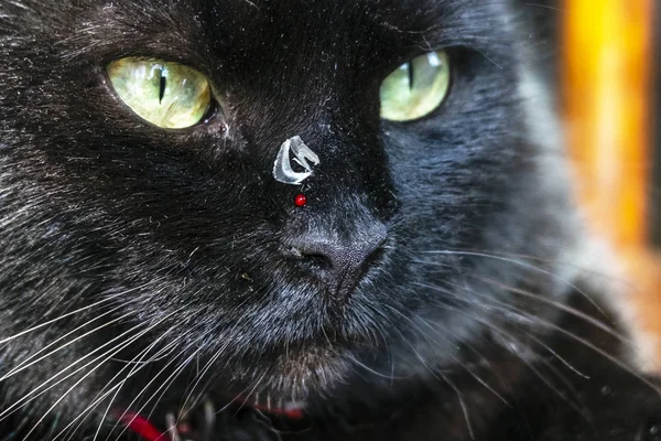 鼻に爪のついた黒い猫とライバルとの戦いからの血の滴 — ストック写真