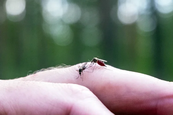 Zwei Moskitos Saugen Blut Aus Dem Finger — Stockfoto