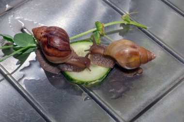 İki küçük salyangoz Achatina bir salatalık yer.