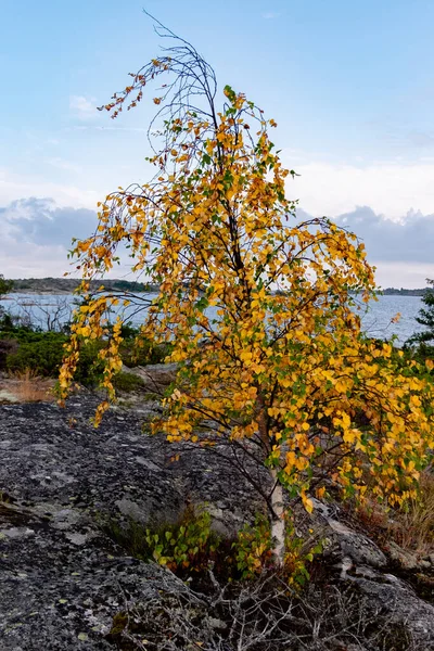 Belle Nature Scandinavie Jetée Ville Tursholm Sur Île Brando Dans — Photo