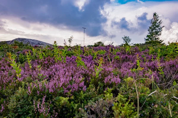 İskandinavya 'nın güzel doğası Aland Adaları' nın takımadalarındaki Brando Adası 'ndaki Tursholm kasabasının iskelesi. Finlandiya, İsveç, çiçek açan fundaları ve cüce ağaçları olan kayalık adalar.