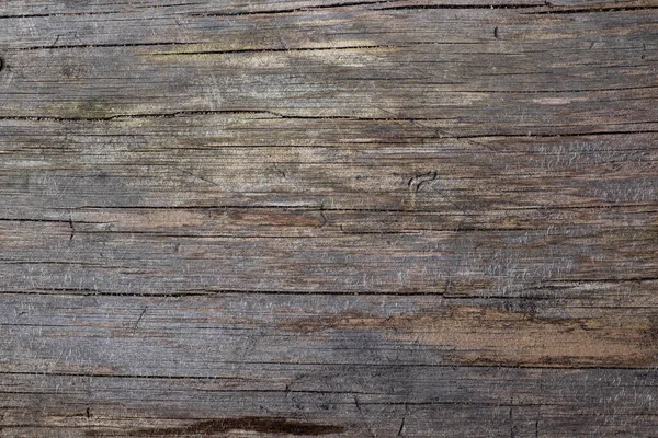 Holzstruktur Eines Alten Trockenen Baumes Mit Spuren Von Borkenkäfern Platz — Stockfoto