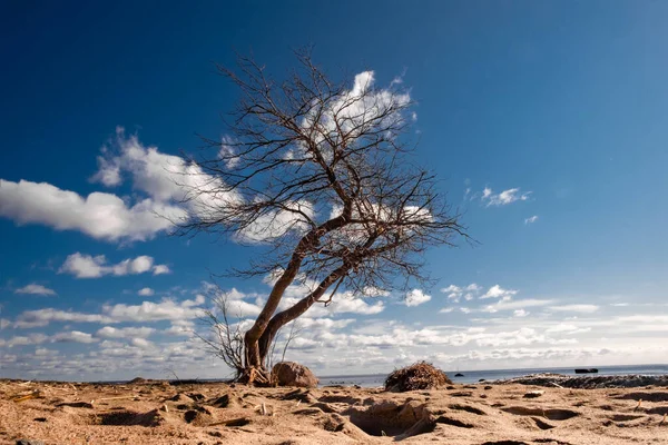Manzara Deniz Kıyısındaki Kumdan Büyüyen Yalnız Güzel Bir Ağaç Mavi — Stok fotoğraf