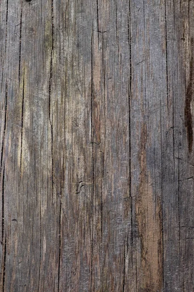 Textura Madeira Uma Árvore Seca Velha Com Traços Besouros Casca — Fotografia de Stock