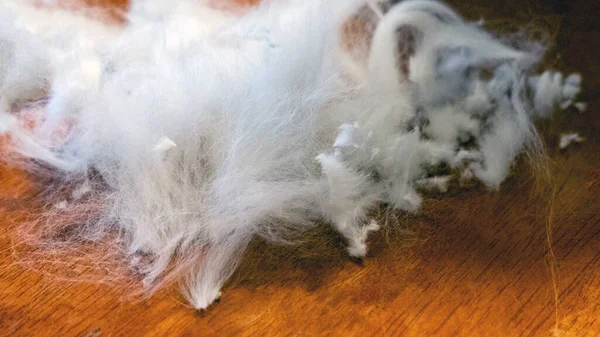 Muita Branca Está Uma Mesa Madeira Depois Corte Cabelo Gato — Fotografia de Stock