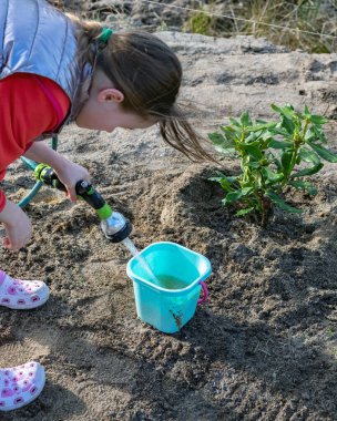 Bahçedeki bir çocuk su çekiyor ve yeni ekilmiş bir çalı ağacını suluyor.