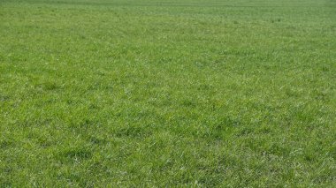 seçici odak yay panorama, çimen desenli yeşil arkaplan