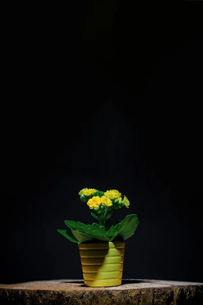Gul Kalanchoe Blommor Trä Bakgrund Form Ett Träd Hampa Isolerad — Stockfoto