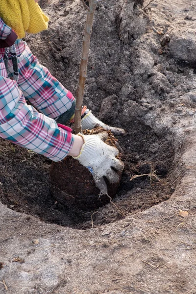 Trädgårdsmästare Flicka Växter Trädgården Plantera Frukt Äpple Träd — Stockfoto