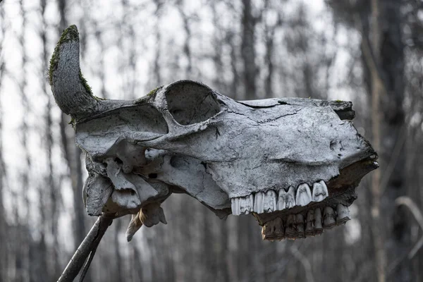 Crâne Avec Des Cornes Accrochées Une Branche Sacrifice Des Gentils — Photo