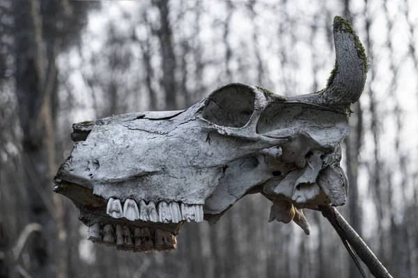 Crâne Koiva Dans Forêt — Photo