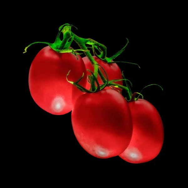 Four Large Red Cherry Tomatoes Diagonally Hanging Green Branch Isolated — Stock Photo, Image