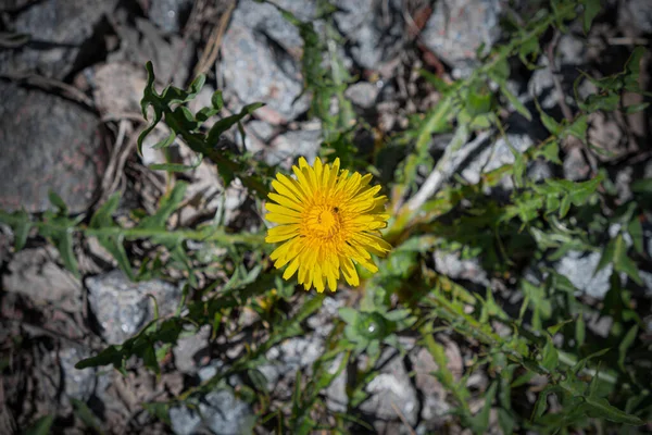 Перша Весна Сонячна Яскрава Жовта Квітка Кульбаби Вид Зверху Тлі — стокове фото