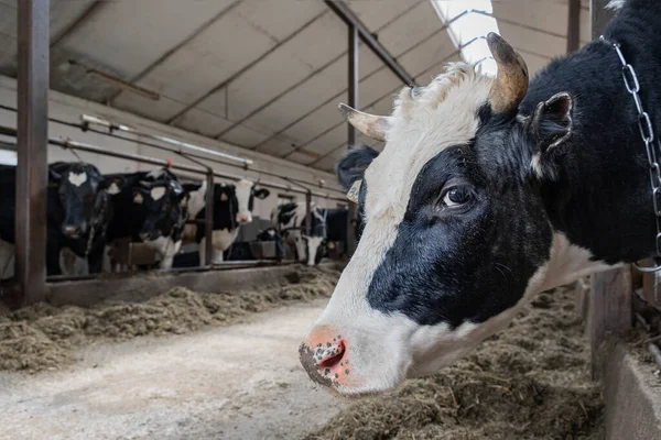 a beautiful portrait of a humble smiling cow in a big barn among her friends.